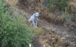 地元で語り継がれる“丘陵地の幽霊”が世界で初めて撮影される――その正体は？