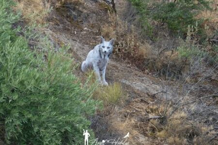 地元で語り継がれる“丘陵地の幽霊”が世界で初めて撮影される――その正体は?