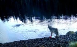 カナダでオオカミが人間の罠を利用、道具を使った初めての事例か？