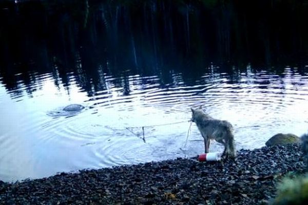 カナダでオオカミが人間の罠を利用、道具を使った初めての事例か？