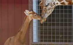 非常に珍しい模様のないキリンの子供、米動物園で謎の死