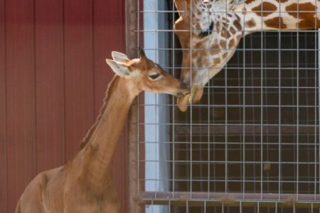非常に珍しい模様のないキリンの子供、米動物園で謎の死