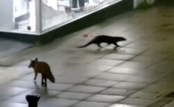 キツネとカワウソは仲良し？一緒に行動する珍しい姿を目撃【動画】