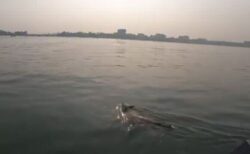 遥か沖合を泳ぎ続けていたワンコ、ボートで無事に救出される【動画】