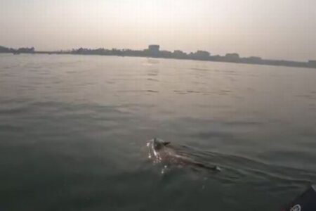 遥か沖合を泳ぎ続けていたワンコ、ボートで無事に救出される【動画】