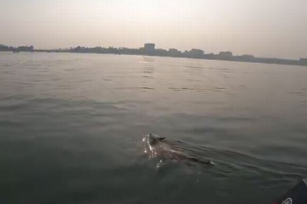 遥か沖合を泳ぎ続けていたワンコ、ボートで無事に救出される【動画】