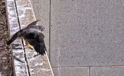 3羽のハヤブサの赤ちゃんが巣立つ、人々がライブ配信で注目【オーストラリア】