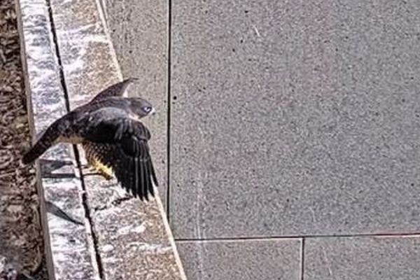 3羽のハヤブサの赤ちゃんが巣立つ、人々がライブ配信で注目【オーストラリア】