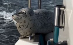 シャチに追われてボートに乗り込んだアザラシ、その様子を写真家が撮影【動画】