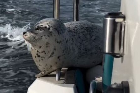 シャチに追われてボートに乗り込んだアザラシ、その様子を写真家が撮影【動画】