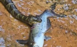 ヘビがナマズを捕らえて丸飲み、水辺で撮影された動画が話題に