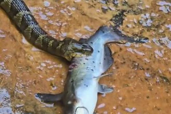 ヘビがナマズを捕らえて丸飲み、水辺で撮影された動画が話題に