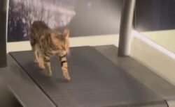 速度が遅くて不満？ランニングマシーンで運動するニャンコが可愛い