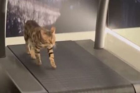 速度が遅くて不満?ランニングマシーンで運動するニャンコが可愛い