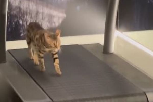 速度が遅くて不満？ランニングマシーンで運動するニャンコが可愛い