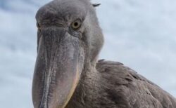 ウガンダでハシビロコウが突然、ボートに着地、観光客もびっくり【動画】