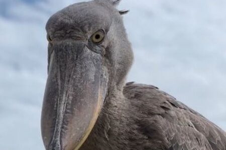 ウガンダでハシビロコウが突然、ボートに着地、観光客もびっくり【動画】