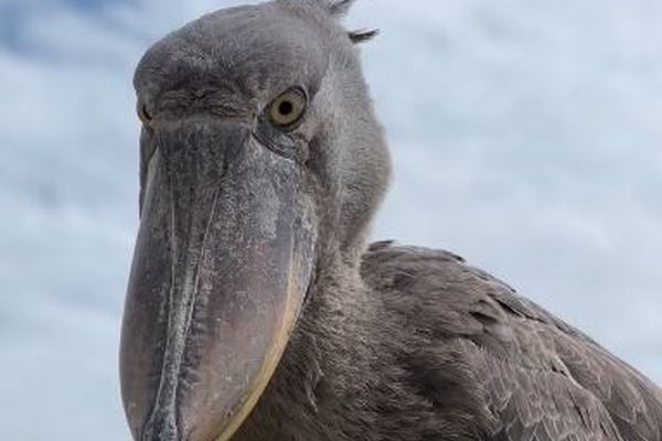 ウガンダでハシビロコウが突然、ボートに着地、観光客もびっくり【動画】