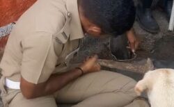 子犬が狭いパイプに落下、母犬が見守る中、消防士たちが救出【動画】