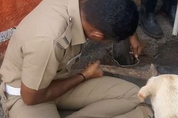 子犬が狭いパイプに落下、母犬が見守る中、消防士たちが救出【動画】