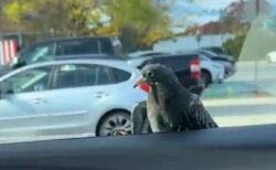 走行中の車にハト、窓にしがみつき、ヒッチハイクをする【動画】