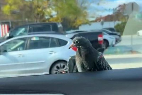 走行中の車にハト、窓にしがみつき、ヒッチハイクをする【動画】