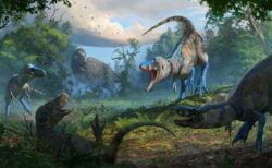 ティラノサウルスの幼体だと思われた化石、別種の恐竜だと判明