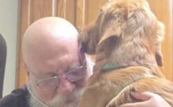 ゴールデンレトリバーの子犬、診察中に獣医の禿げた頭を舐める