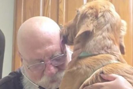 ゴールデンレトリバーの子犬、診察中に獣医の禿げた頭を舐める