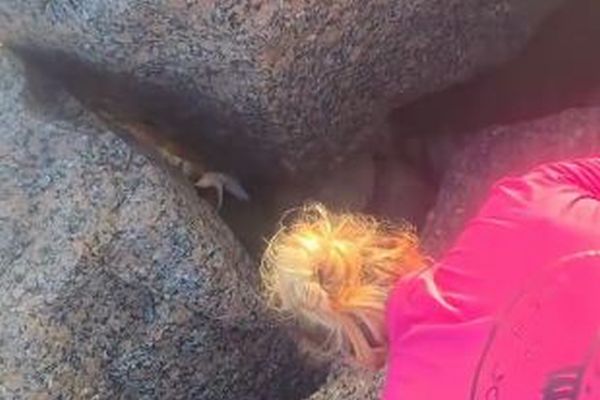 海岸で岩の間に閉じ込められたウミガメを発見、夫婦が救出【動画】