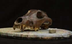 【最新研究】1万年前から広がる犬の多様性－犬は古代からヒトと共に進化していた？