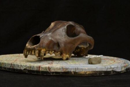 【最新研究】1万年前から広がる犬の多様性－犬は古代からヒトと共に進化していた？