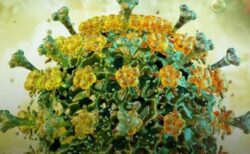 H5N5型の鳥インフルエンザに感染した患者、死亡を確認