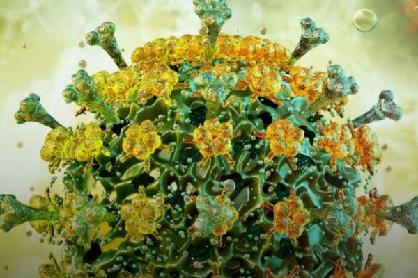 H5N5型の鳥インフルエンザに感染した患者、死亡を確認