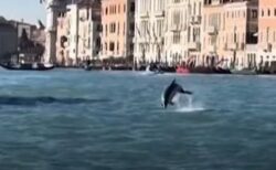 ベネチアの海に珍しく、野生のイルカが出現、観光客を魅了