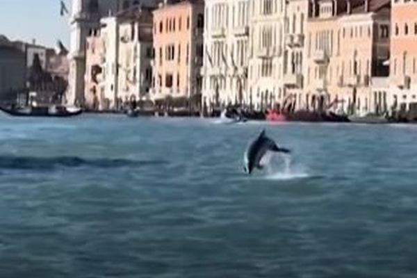 ベネチアの海に珍しく、野生のイルカが出現、観光客を魅了