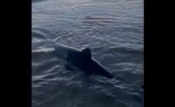 浜辺に打ち上げられた小さなサメ、女性が海まで運び救助【動画】