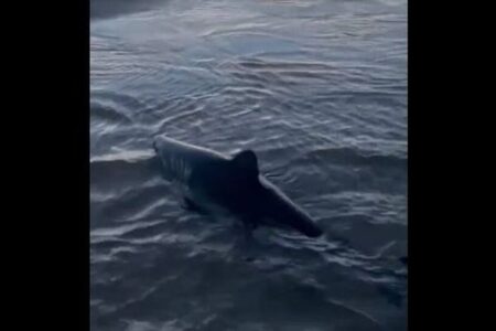 浜辺に打ち上げられた小さなサメ、女性が海まで運び救助【動画】