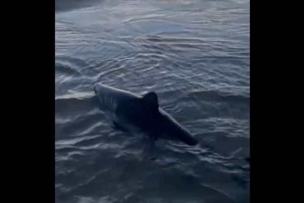 浜辺に打ち上げられた小さなサメ、女性が海まで運び救助【動画】