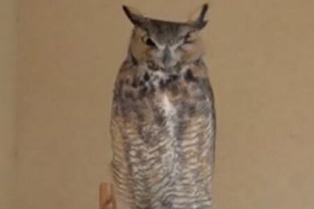 コンクリートの中に落ちてしまったミミズク、保護され回復へ向かう