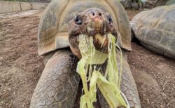 1世紀以上も生き抜いてきたガラパゴスゾウガメ、141歳で死亡