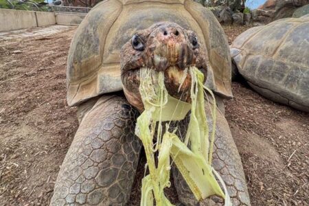 1世紀以上も生き抜いてきたガラパゴスゾウガメ、141歳で死亡