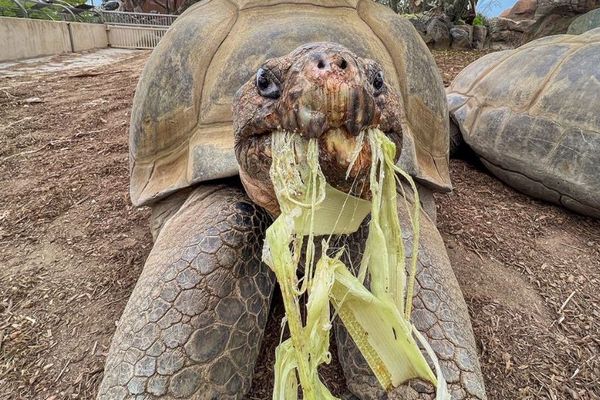 1世紀以上も生き抜いてきたガラパゴスゾウガメ、141歳で死亡