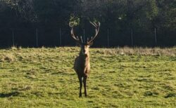 公園で親しまれてきたオスのシカ、首を切られた状態で発見【アイルランド】