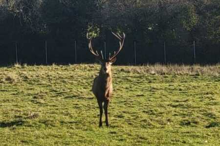 公園で親しまれてきたオスのシカ、首を切られた状態で発見【アイルランド】