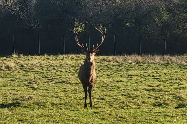 公園で親しまれてきたオスのシカ、首を切られた状態で発見【アイルランド】