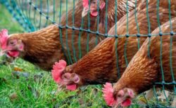 ヒトへの鳥インフルエンザの感染を確認、高熱や呼吸困難で入院【アメリカ】