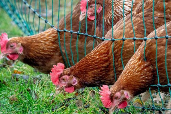 ヒトへの鳥インフルエンザの感染を確認、高熱や呼吸困難で入院【アメリカ】