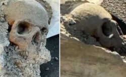 港で作業員が、コンクリートに埋もれた人間の頭蓋骨らしきものを発見