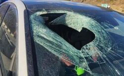 ハクトウワシがネコを落とし、走行中の車のフロントガラスに衝突